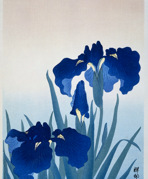 Flor de Iris Azul