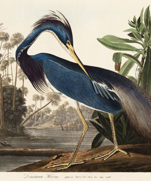 Garza Azul