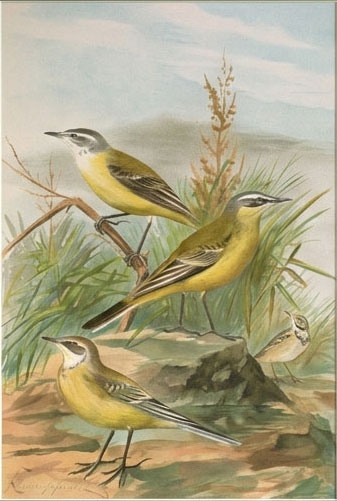 Pajaros Motacilla Flava