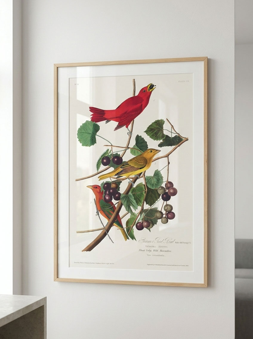 Audubon Tanager - Imagen 2