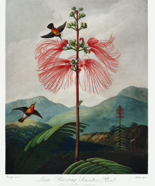 Gran Floración y Colibrí