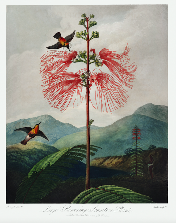 Gran Floración y Colibrí