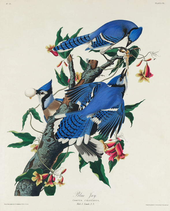 American Blue Jay Bird