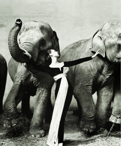 Avedon Retropective