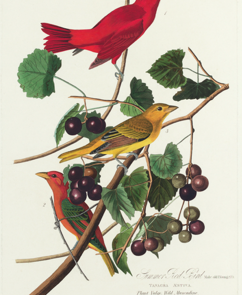 Audubon Tanager