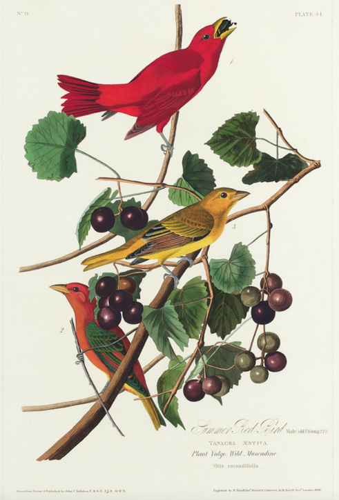 Audubon Tanager