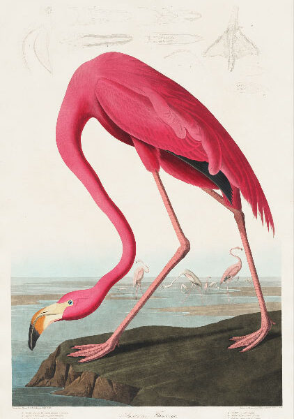 Cuadro American Flamingo