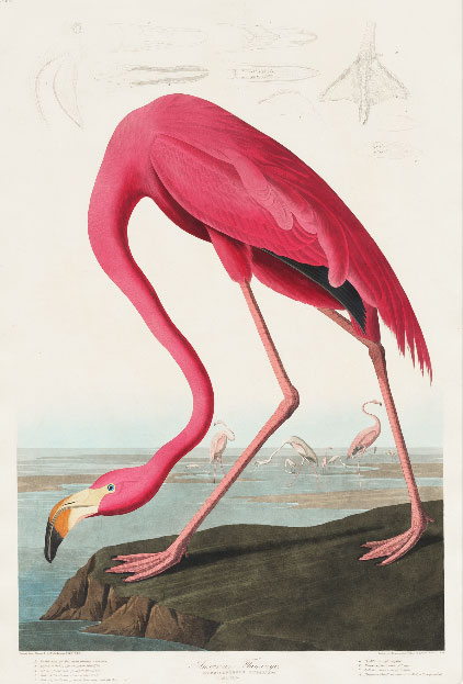 Cuadro American Flamingo