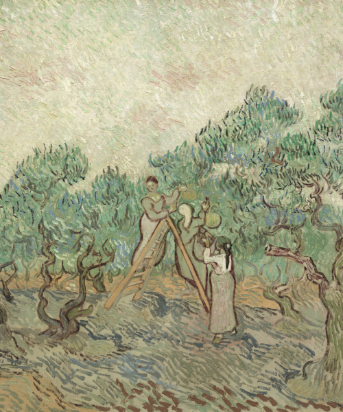 The Olive Orchard