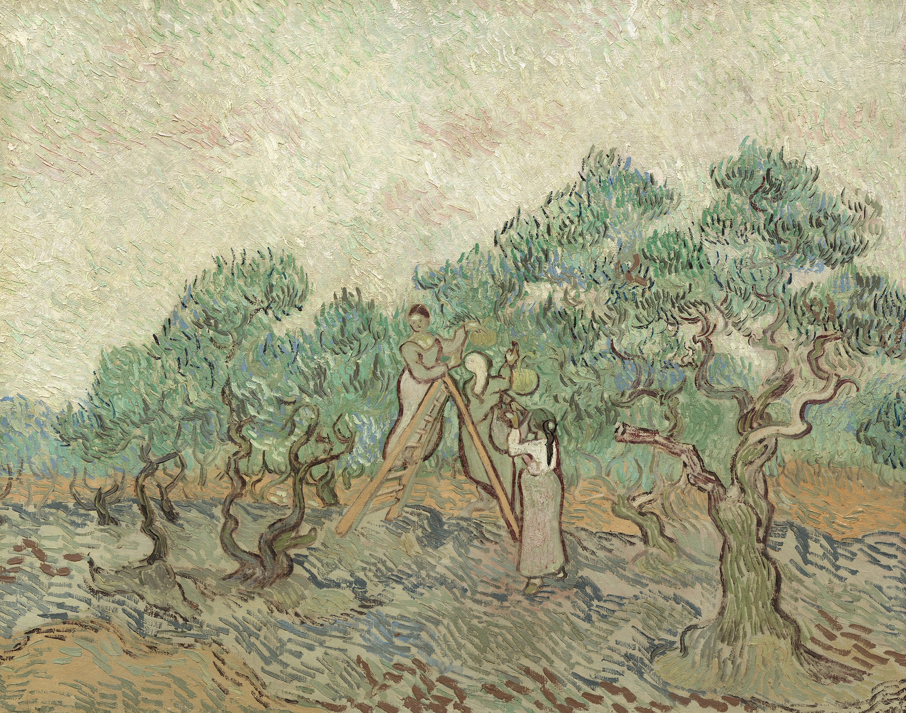 The Olive Orchard