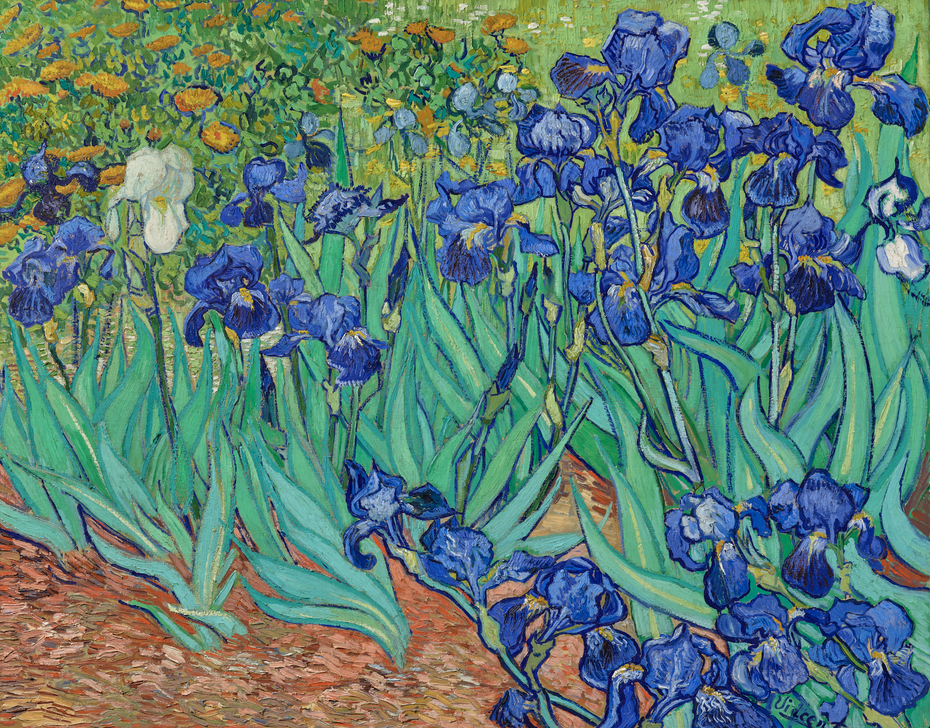 Irises Vincent Van Gogh