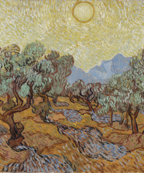 Olivos Vincent Van Gogh