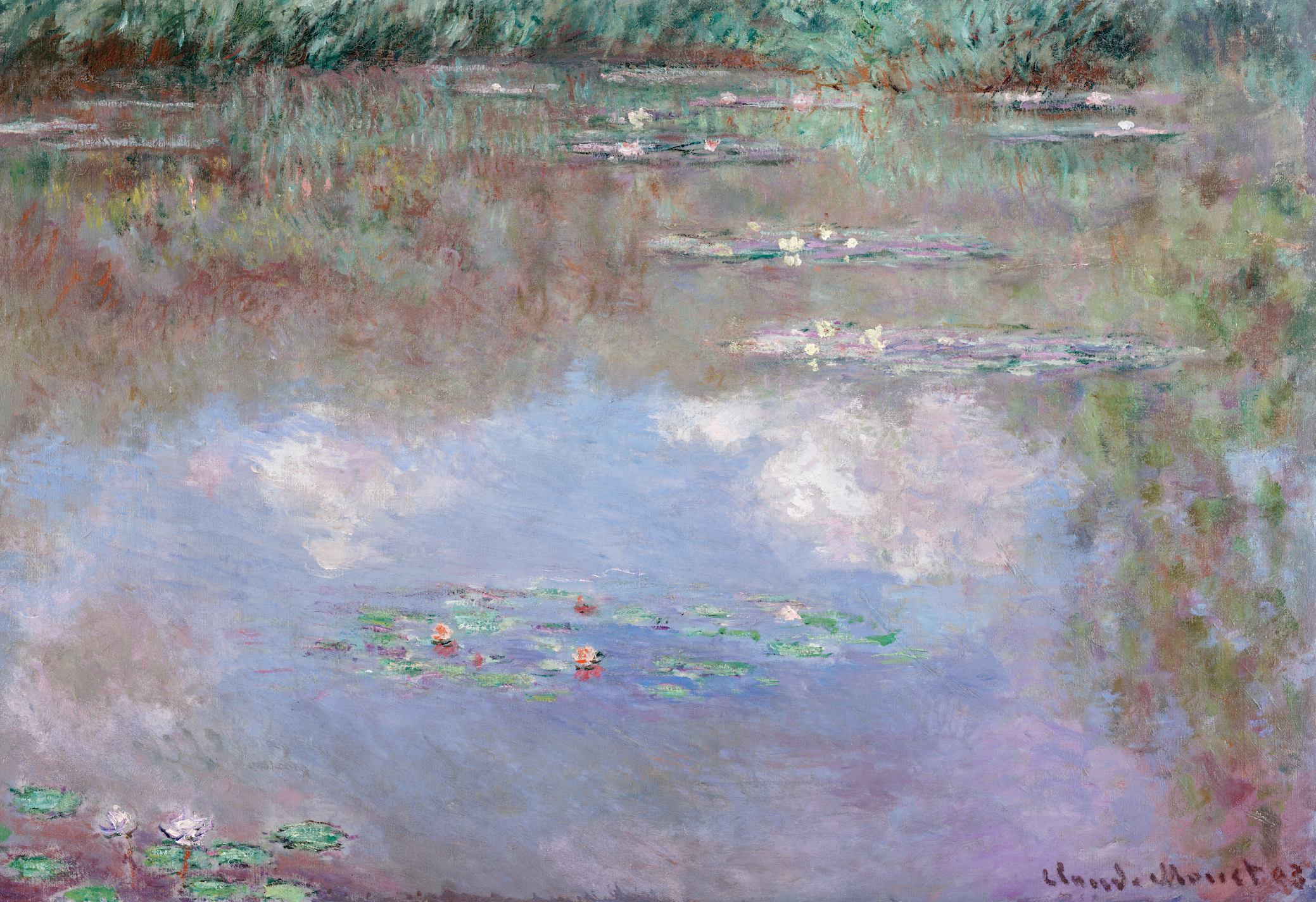 Water Lilies